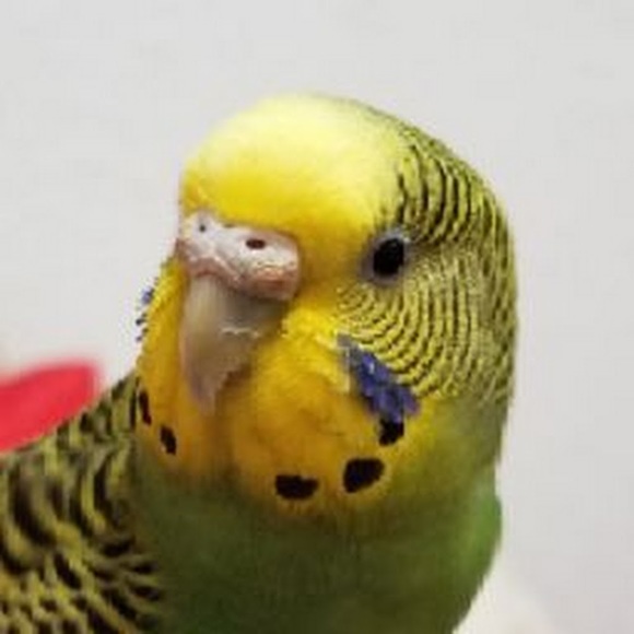 rebelburrito